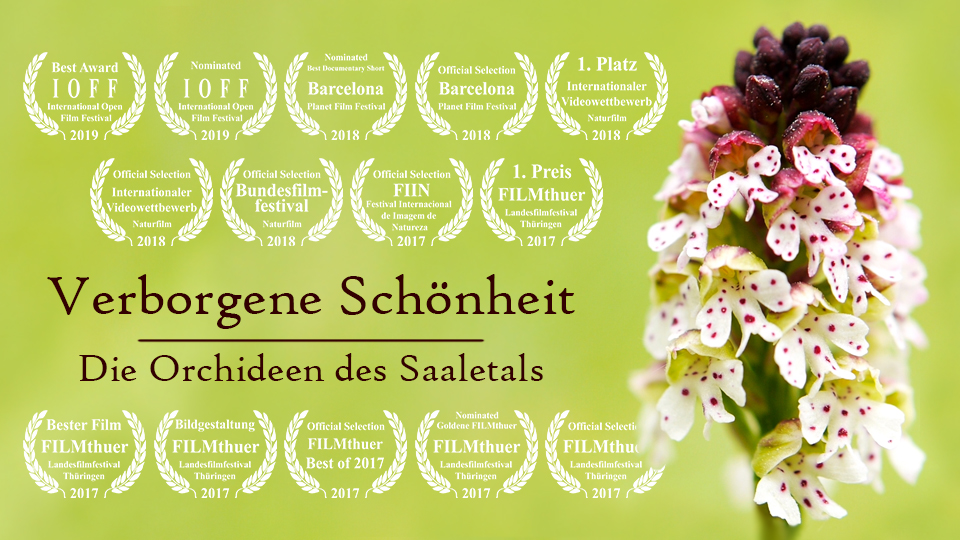 Die Orchideen des Saaletals aus Jena