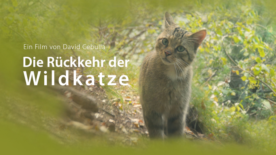 "Die Rückkehr der Wildkatze"