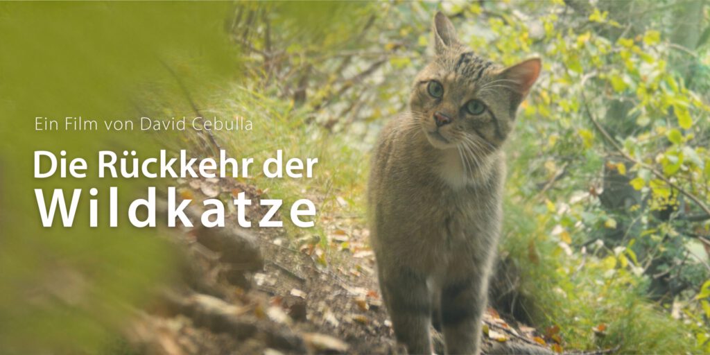 Rückkehr der Wildkatze Filmposter David Cebulla