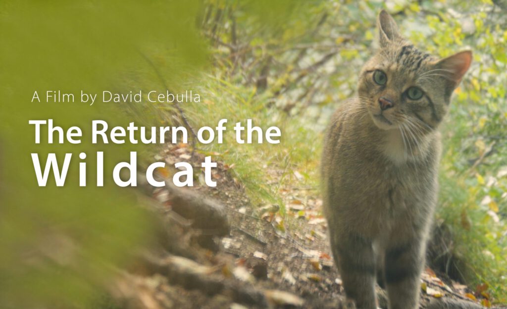 Return of the Wildcat