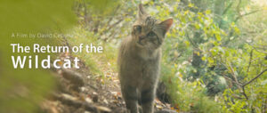 Press photo David Cebulla The return of the wildcat filmposter