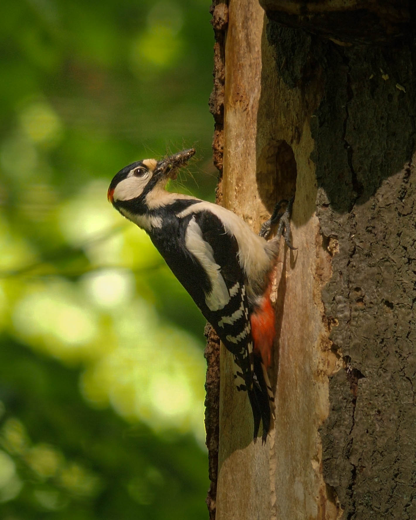 Thüringens_Waldwildnis_Buntspecht