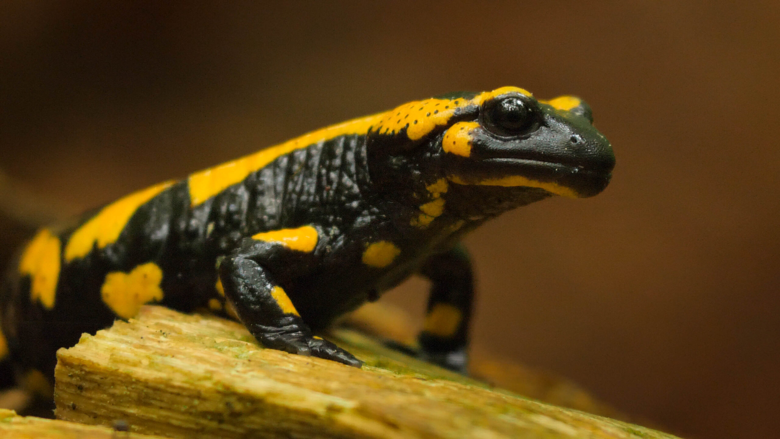 Thüringens_Waldwildnis_Feuersalamander