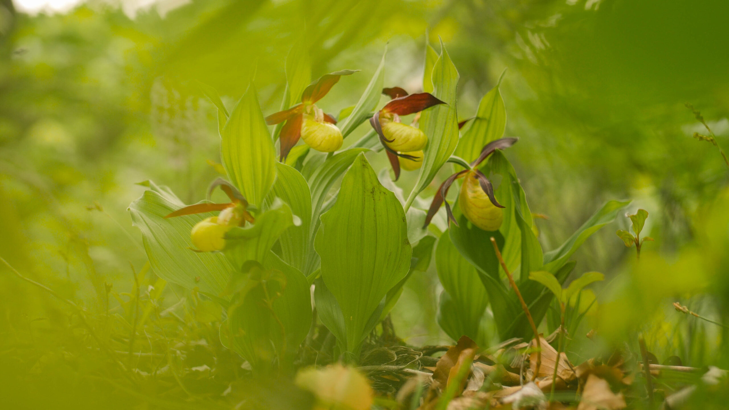 Thüringens_Waldwildnis_Frauenschuh