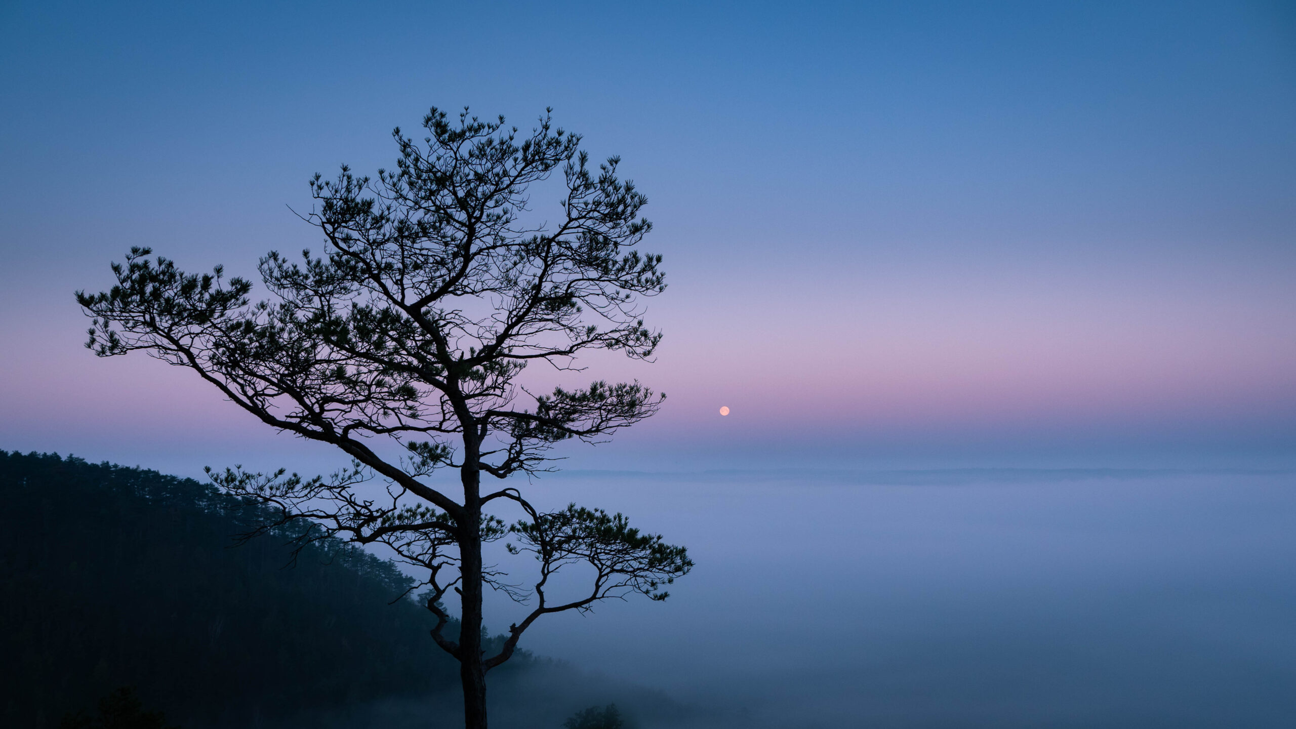 Thüringens_Waldwildnis_Nebel