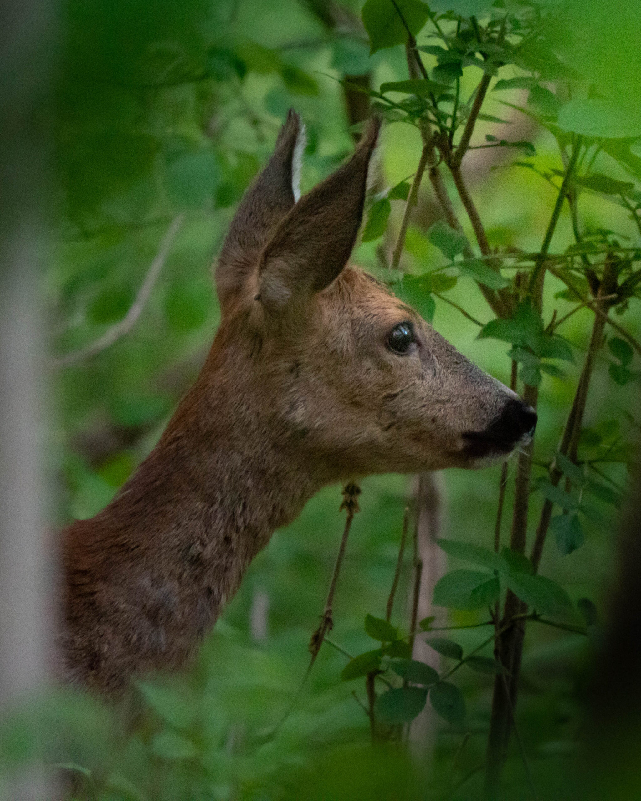 Thüringens_Waldwildnis_Reh