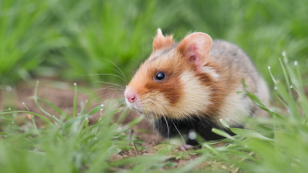 Die letzten Feldhamster David Cebulla cricetus cricetus