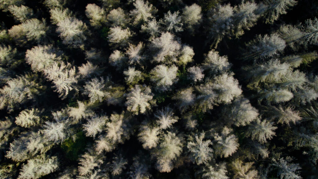 Waldsterben Kellerwald David Cebulla Naturfilme | Drone, Luftbild