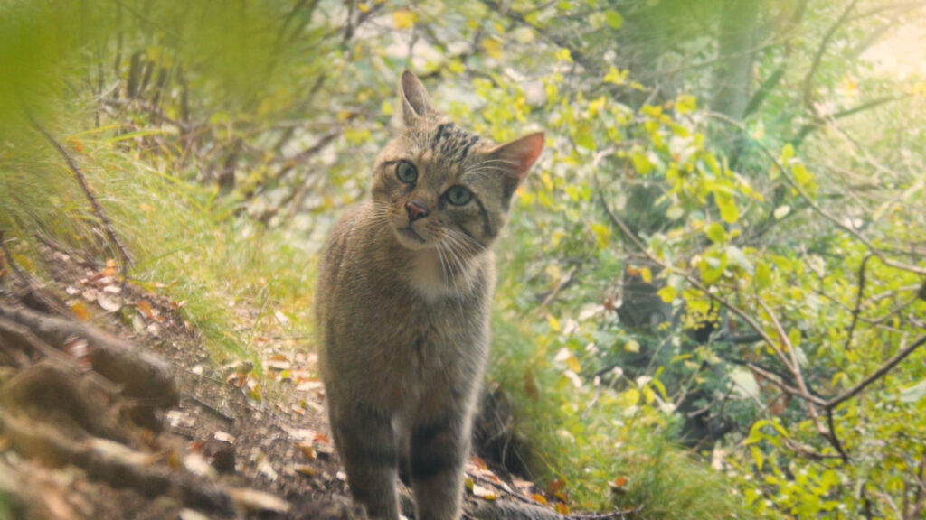 Rückker der Wildkatze - David Cebulla