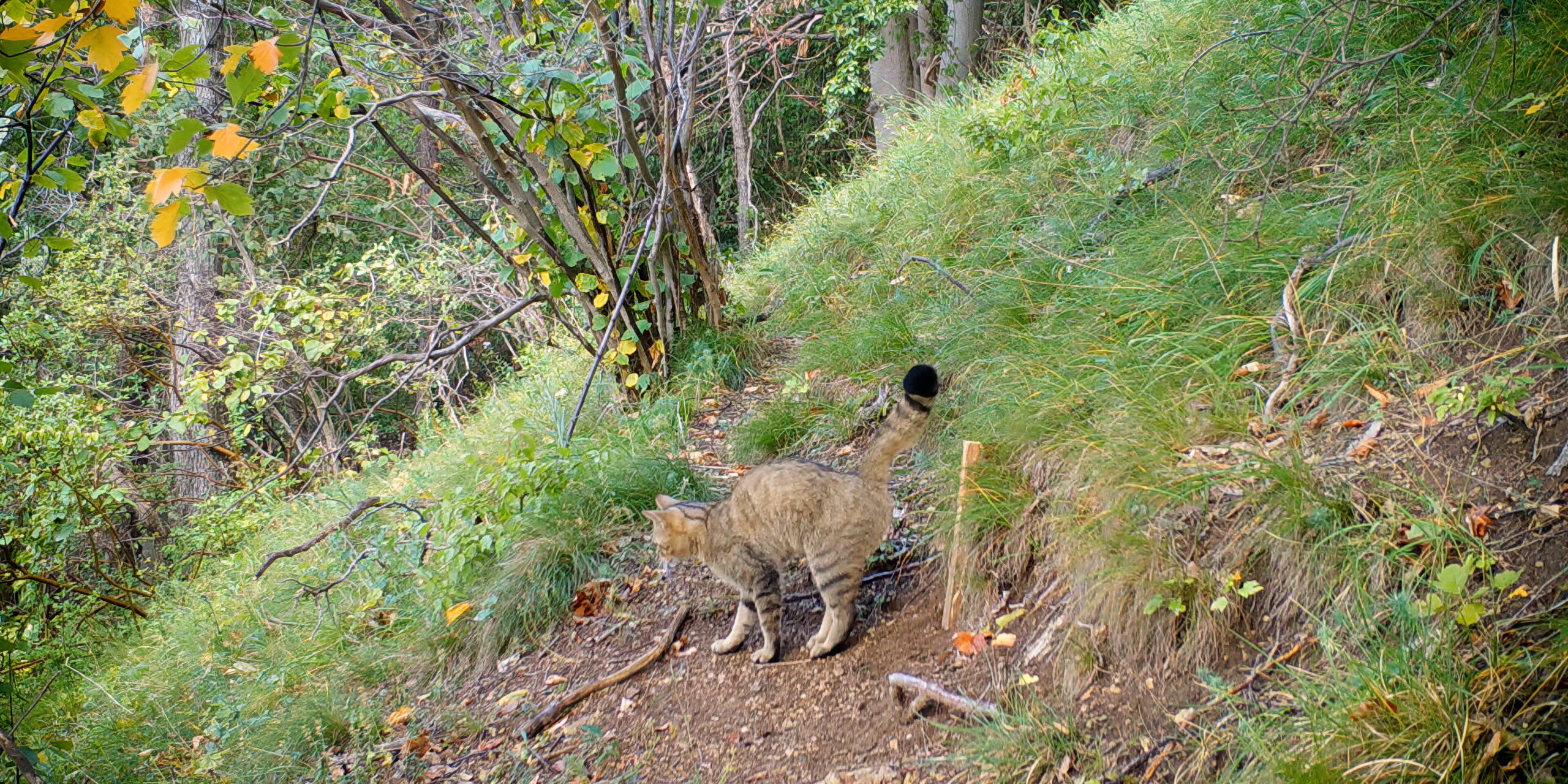 2-Die-Rueckkehr-der-Wildkatze-David-Cebulla.00_38_42_10.Standbild022