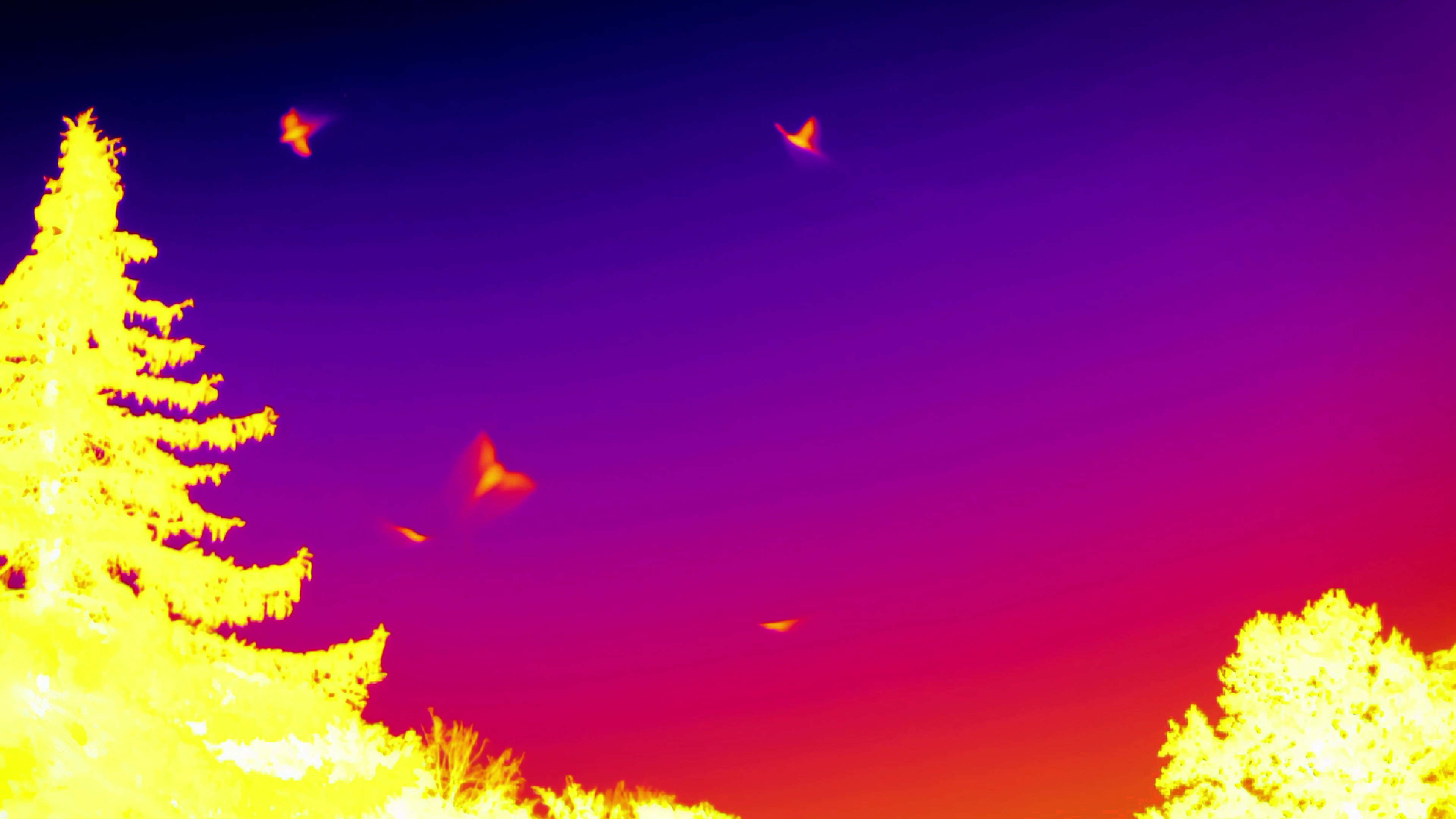 Wärmebild: Schwarmverhalten der Mückenfledermaus