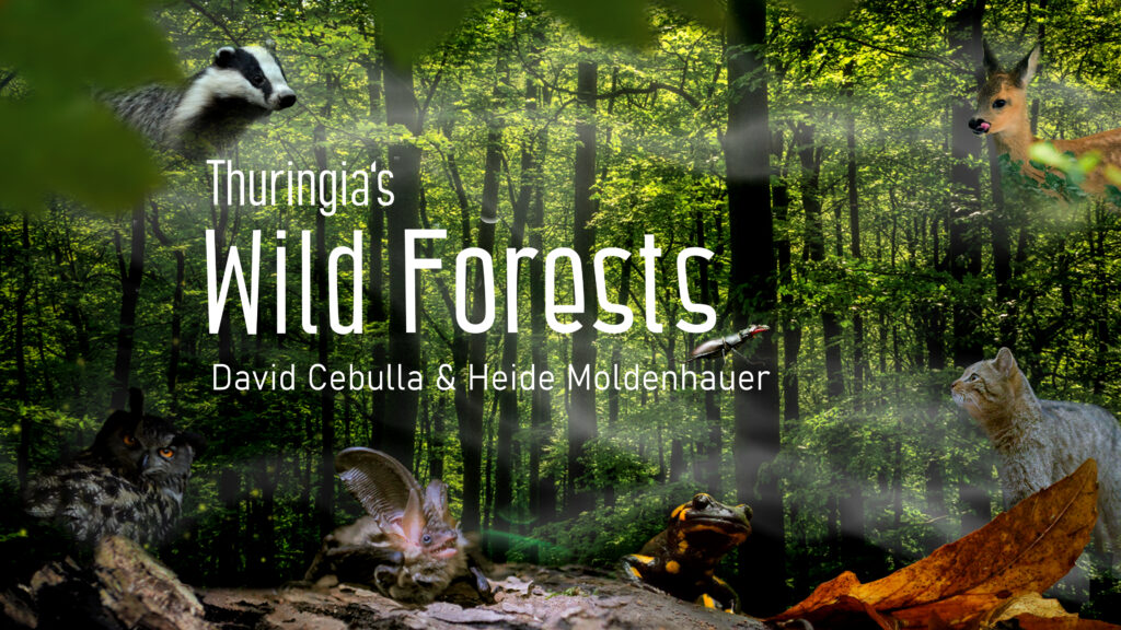 Film poster "Wild forests" | David Cebulla Naturfilme