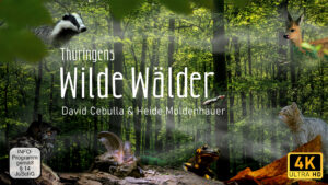 "Wilde Wälder" Filmposter 16-9 | David Cebulla Naturfilme
