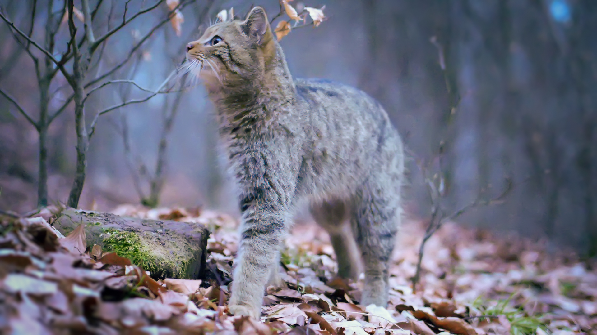 Wildkatze_Wilde Wälder