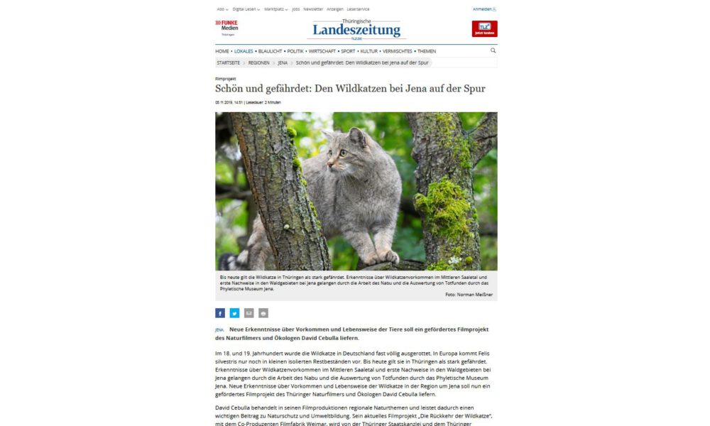 Thüringer Landeszeitung Filmprojekt. Schön und gefährdet: Den Wildkatzen bei Jena auf der Spur