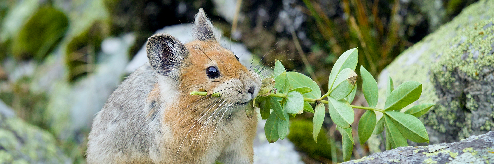 Red Pika (Ochotona rutila) Kasachstan | David Cebulla Naturfilme