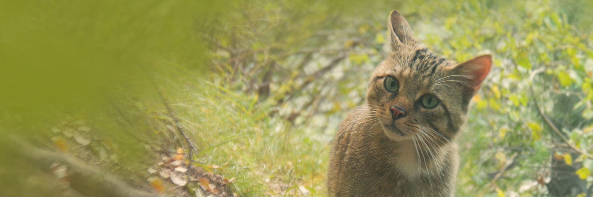 Europäische Wildkatze (Felis silvestris) | David Cebulla Naturfilme